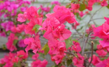 Begonvil kağıt çiçek karşı pembe renkli bulanıklık Bahçe