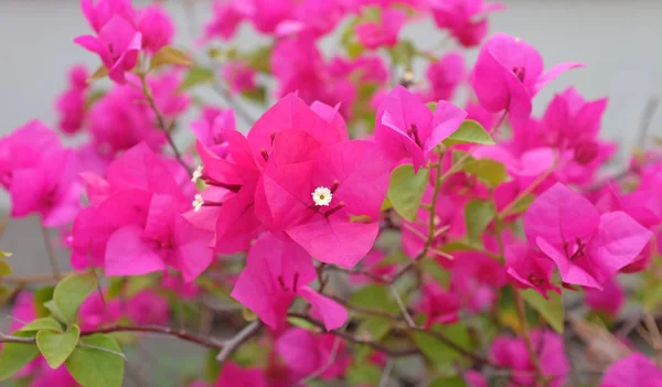 Bougainvillea papírové květiny v růžové barvě proti rozostření zahrada — Stock fotografie