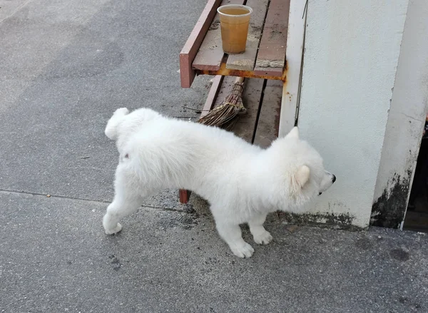 Белая собака писает на стену — стоковое фото