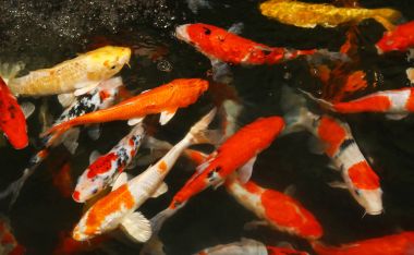 peces de estanque multicolor 