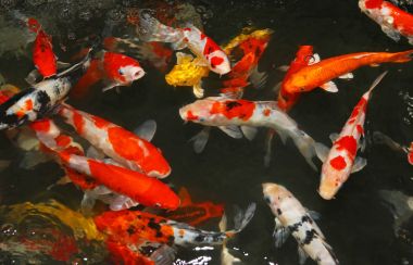 peces de estanque multicolor 