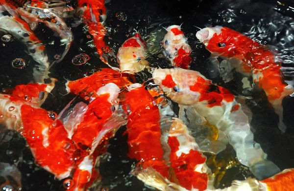 Peixes de lago multicoloridos "Peixes Koi " — Fotografia de Stock