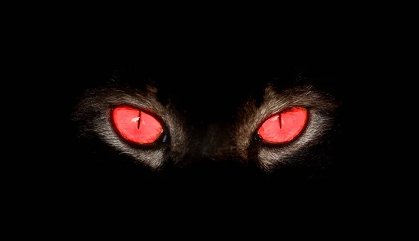 Komoly, gonosz állati szemek mereven néz-nél valami fekete — Stock Fotó
