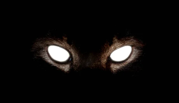 Closeup of Hypnotic Cat Eyes on black background — Stock Photo, Image