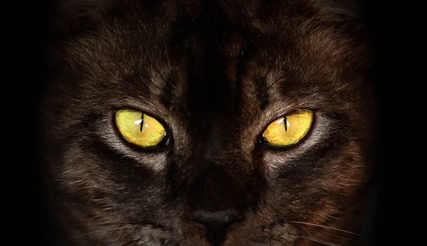 Oczy czarny kot w ciemności, hipnotyczne oczy kota — Zdjęcie stockowe