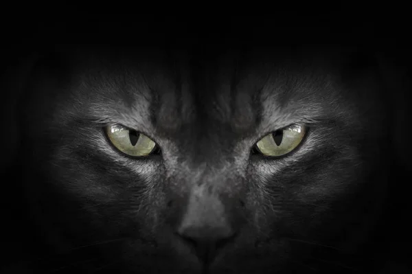 Olhos de gato preto no escuro, Olhos de gato hipnótico — Fotografia de Stock