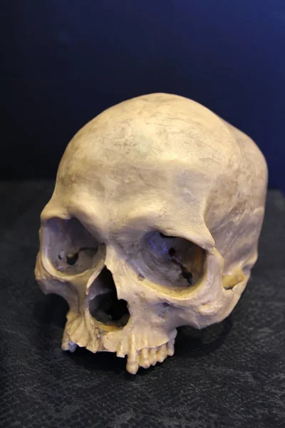 A weathered human skull