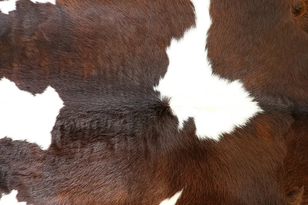 Fond ou texture de fourrure de vache (peau) — Photo