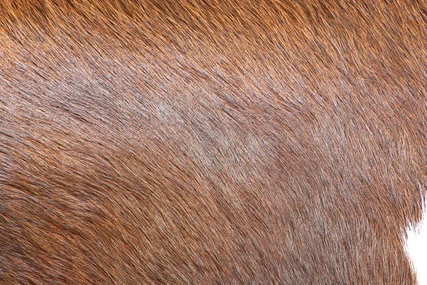 Detalhe de close-up de peles de vaca — Fotografia de Stock