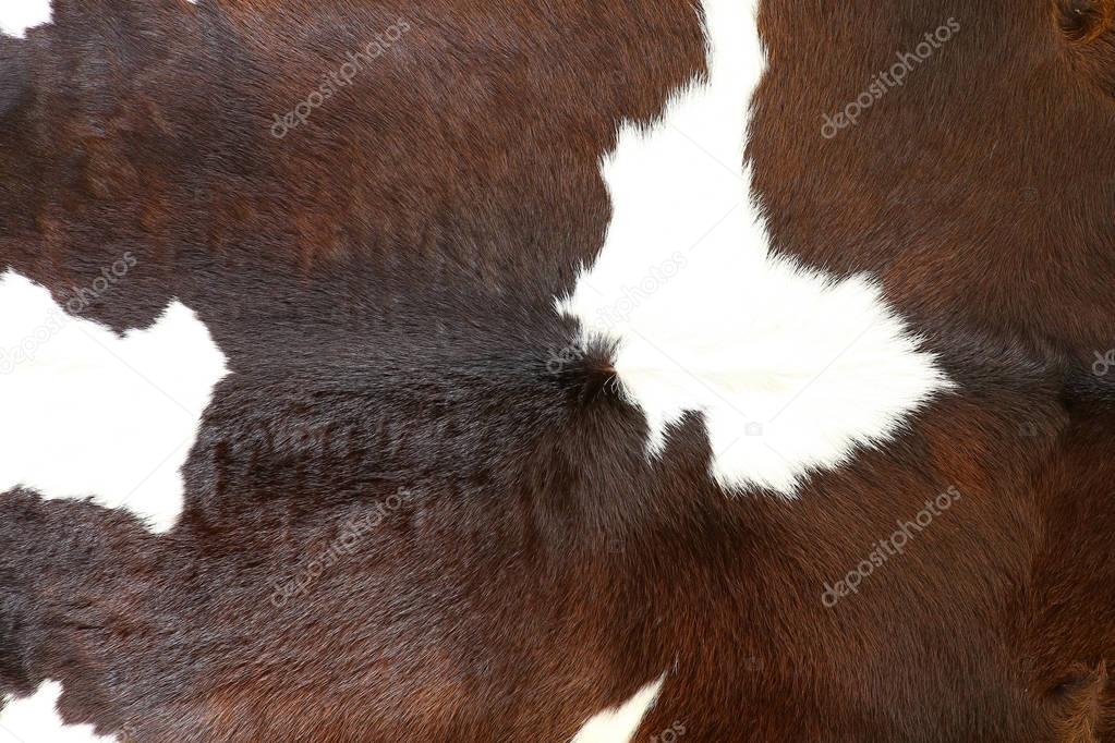 Cow fur (skin) background or texture