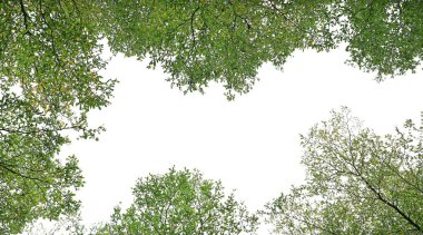 Bir ağaç ve yaprak parkta karınca görünümü arama