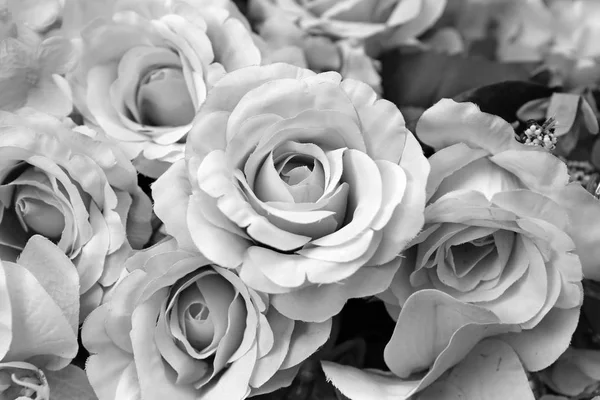 Fekete-fehér Rózsa virágok — Stock Fotó