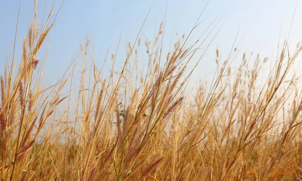 Yellow dry grass field — Stock Photo, Image