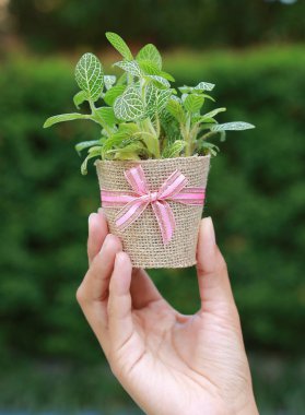 Çuval bezi kadın el beyaz arka plan üzerinde sarılı bir tencerede küçük ağaç.