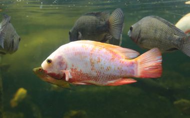 Kızıl Tilapia balığı gölette yüzüyor.