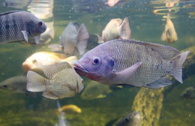 Kızıl Tilapia balığı gölette yüzüyor.