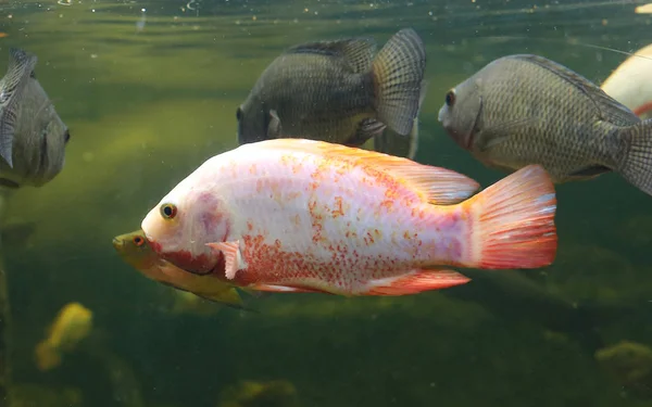 Red Tilapia fish swimming in a pond — Stock Photo, Image