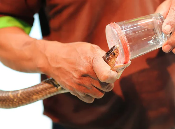 Espectáculo de veneno de serpiente —  Fotos de Stock