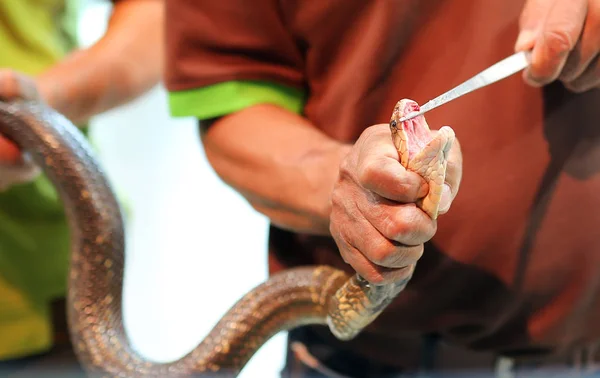 Espectáculo de veneno de serpiente —  Fotos de Stock