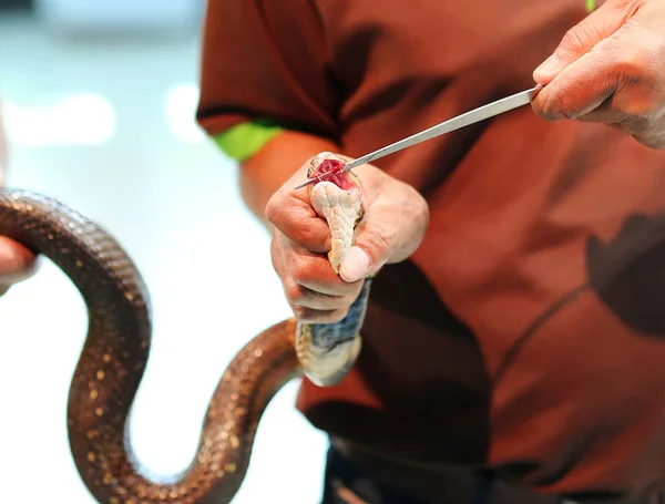 Snake venom Visa — Stockfoto