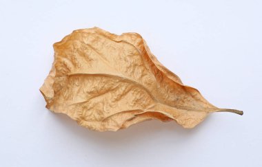 Beyaz arkaplanda kuru yapraklar