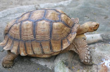 Bahçedeki Afrika mahmuzlu kaplumbağası
