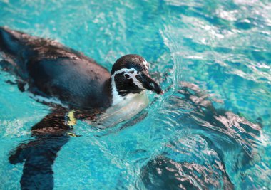 Humboldt Pengueni (Spheniscus humboldti) yüzüyor