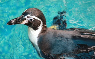 Humboldt Pengueni (Spheniscus humboldti) yüzüyor