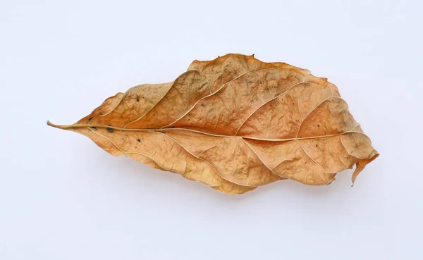 Сухие листья на белом фоне — стоковое фото