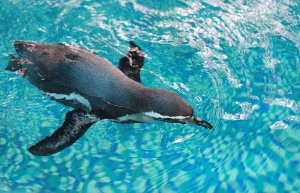 Гумбольдт Пингвин (Spheniscus humboldti) плавает — стоковое фото
