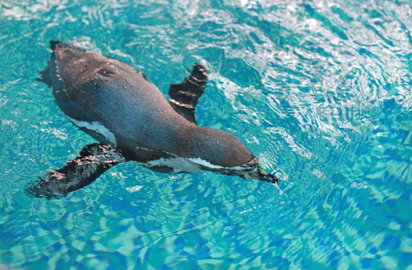 Гумбольдт Пингвин (Spheniscus humboldti) плавает — стоковое фото
