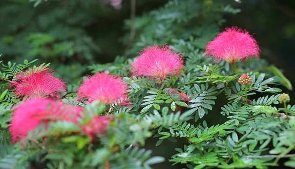 Albizia julibrissin flores, La flor de la borla rosa . —  Fotos de Stock