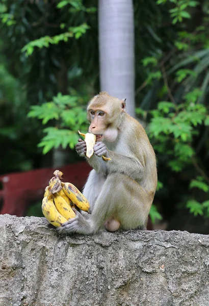 Małpa siedzi na kamieniu i zjada banana — Zdjęcie stockowe