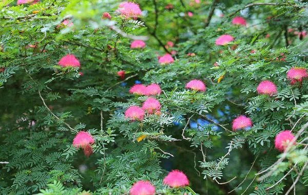 Albizia julibrissin цветы, розовый цветок кисточки . — стоковое фото