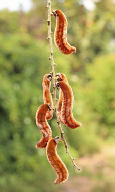 Kırsal Tayland doğal olarak meydana gelen Mucuna pruriens. Mucuna pruriens tohumları disfonksiyon besler.