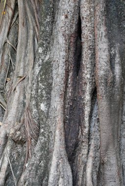Banyan ağacı gövde kökleri closeup