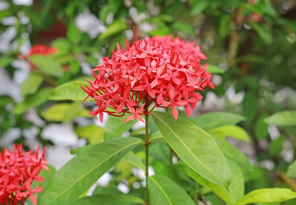 Une pointe de fleur rouge — Photo