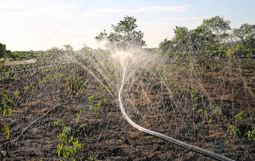 Water spray on an agricultural field