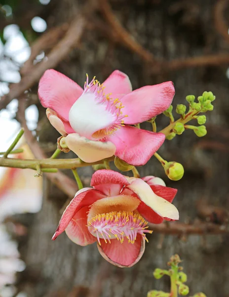 Мбаппе круглый белый цветок магенты цвета Cannon Ball Tree, Sal Tree, Sal of India, Couroupita guianensis Auchan. Растение в истории буддизма и, как правило, быть основан растет в районе Тайского храма . — стоковое фото