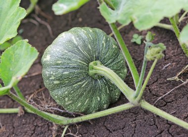 Yaz aylarında bahçede büyüyen balkabağı. Bahçede yetiştirilen genç balkabağı. Tayland alanında taze organik kabak
