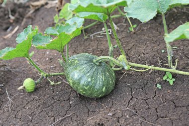 Yaz aylarında bahçede büyüyen balkabağı. Bahçede yetiştirilen genç balkabağı. Tayland alanında taze organik kabak