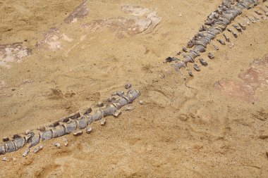 Kum zeminindeki dinozor fosilinin kopyası.