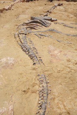 Kum zeminindeki dinozor fosilinin kopyası.