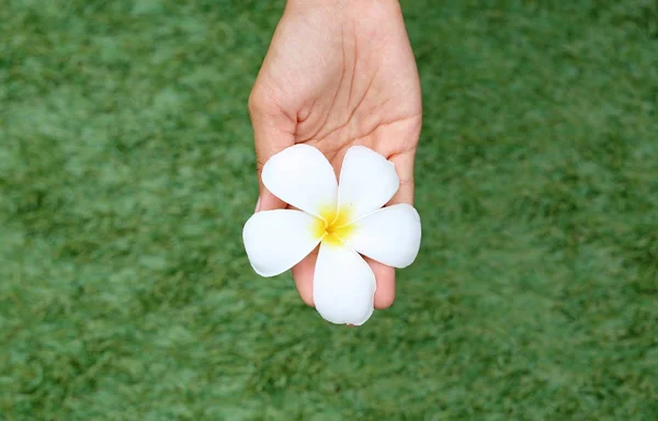 Mains tenant frangipani ou Plumeria fleur dans le jardin — Photo