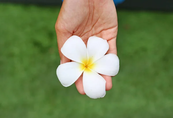 Mãos segurando flor frangipani ou Plumeria no jardim — Fotografia de Stock