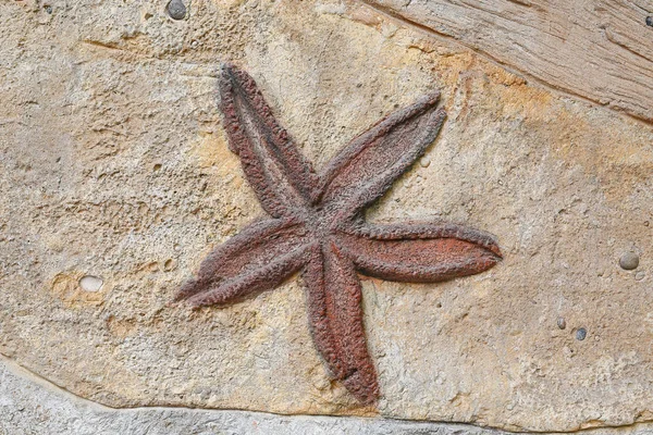 Starfish Replica fossil on the wall — Stock Photo, Image