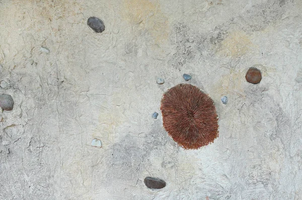 Replik eines Fossils an der Wand — Stockfoto