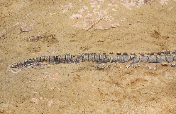 Réplica fóssil de dinossauro no chão de areia — Fotografia de Stock