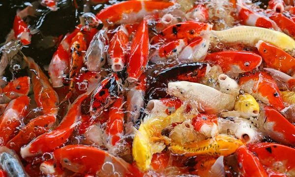 一緒に食べ物を奪い合う叢生鯉鯉 — ストック写真