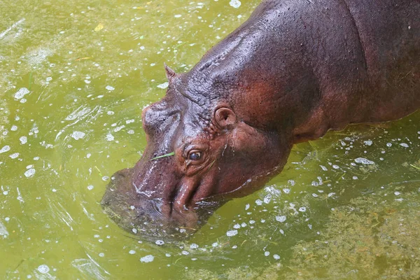 Un hipopótamo en el estanque — Foto de Stock